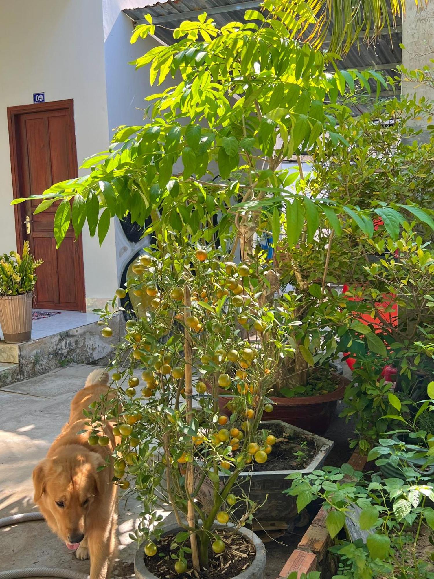 Duc Thao Guest House Μούι Νε Εξωτερικό φωτογραφία