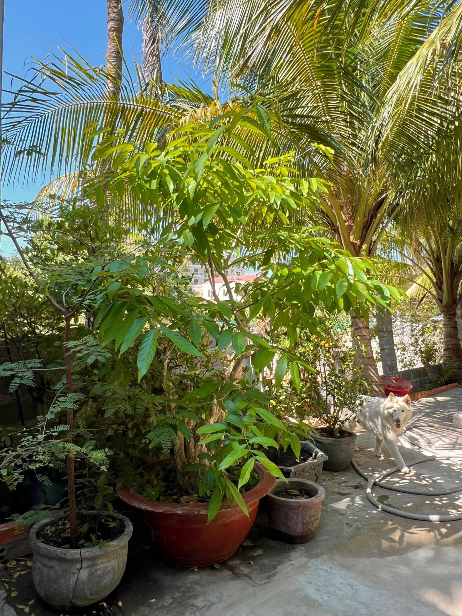 Duc Thao Guest House Μούι Νε Εξωτερικό φωτογραφία